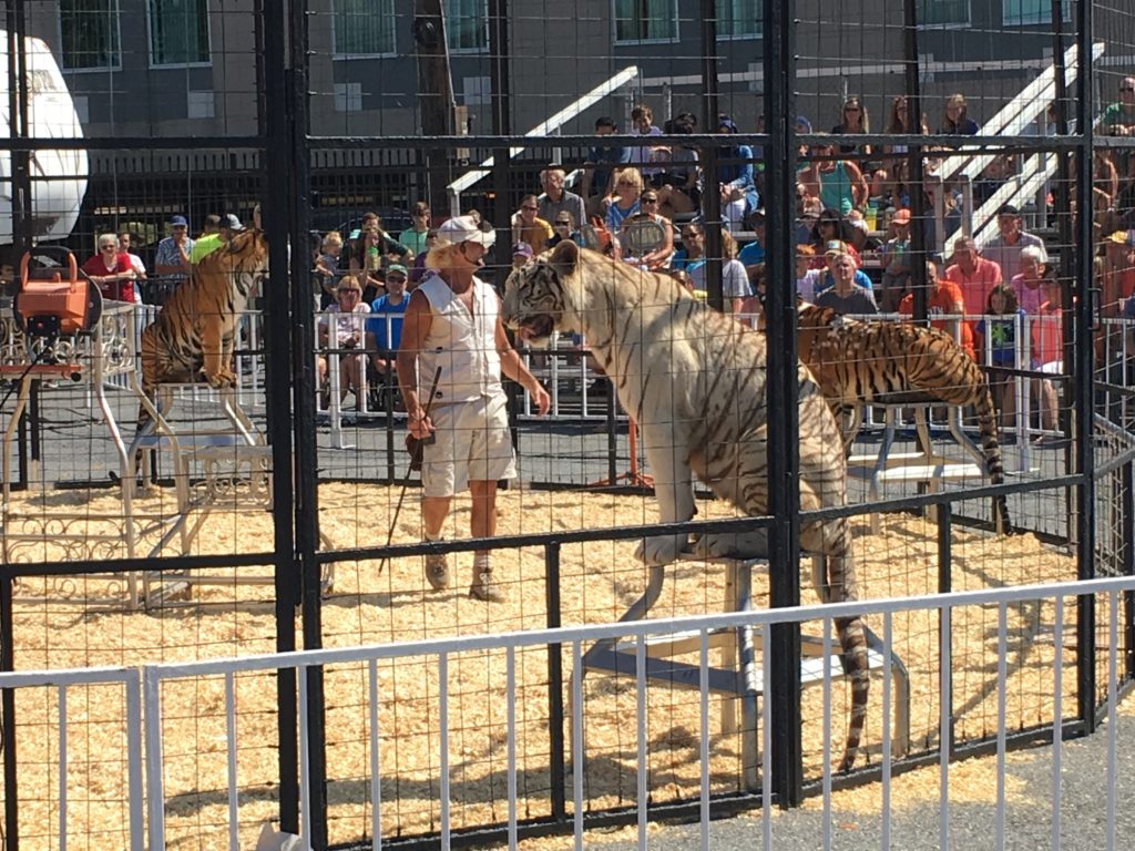 Tiger show at Great Allentown Fare